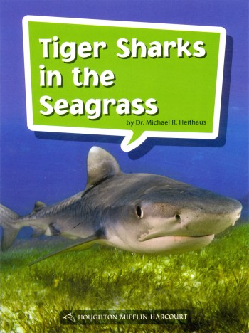 Tiger-Sharks-in-the-Seagrass