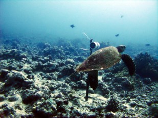 Moorea-stationary-cam