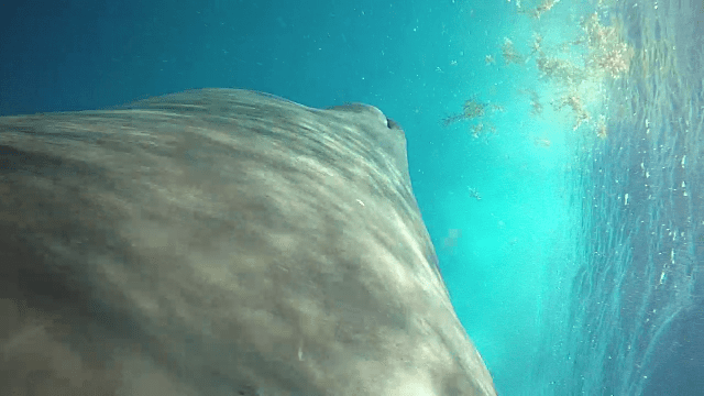 vlcsnap-2015-05-21-17h46m54s481[1]