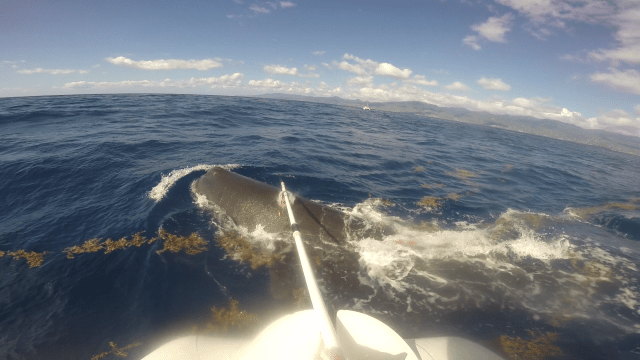 vlcsnap-2015-05-21-17h49m16s708