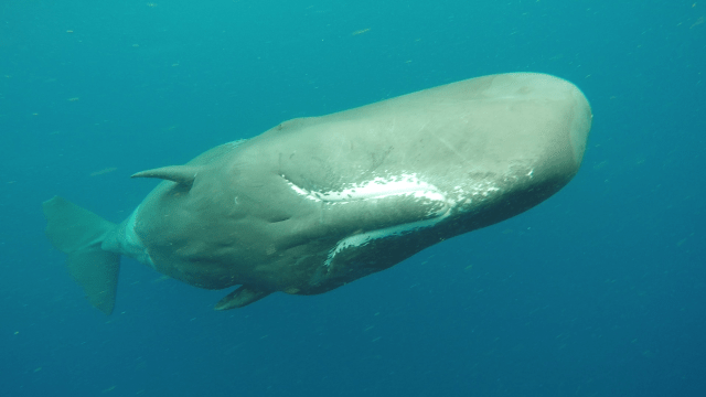 vlcsnap-2015-05-21-17h53m15s682[1]