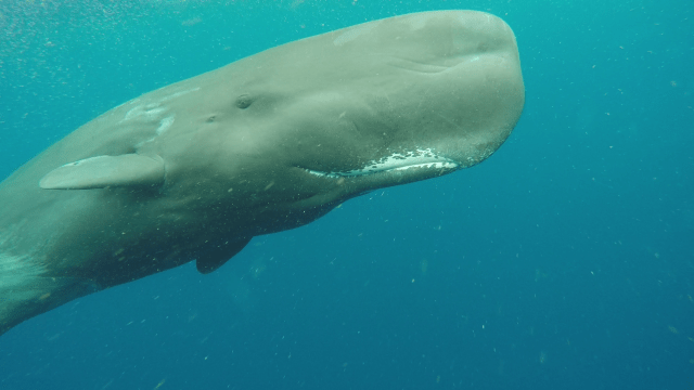 vlcsnap-2015-05-21-17h53m34s141