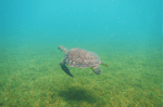 Sea Turtles